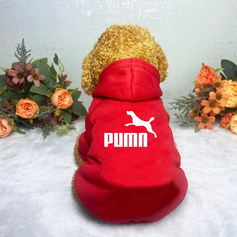 A fluffy golden dog wearing a cosy, bright red casual hoodie with a white leaping animal graphic on the back.