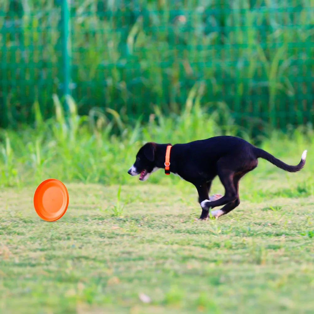 A black dog running towards a bright orange, durable flying disc toy on a grassy field.