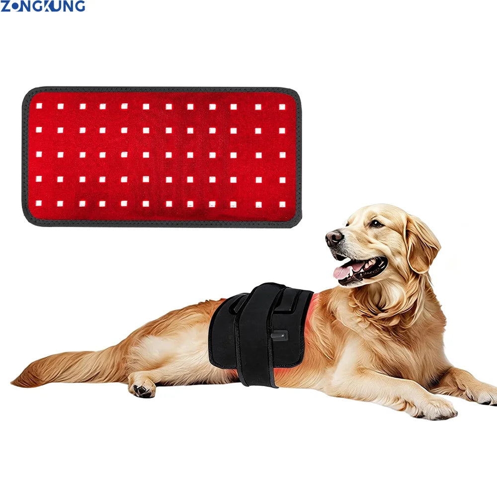 Red and black pet light therapy pad shown flat and wrapped around a golden retriever's midsection.