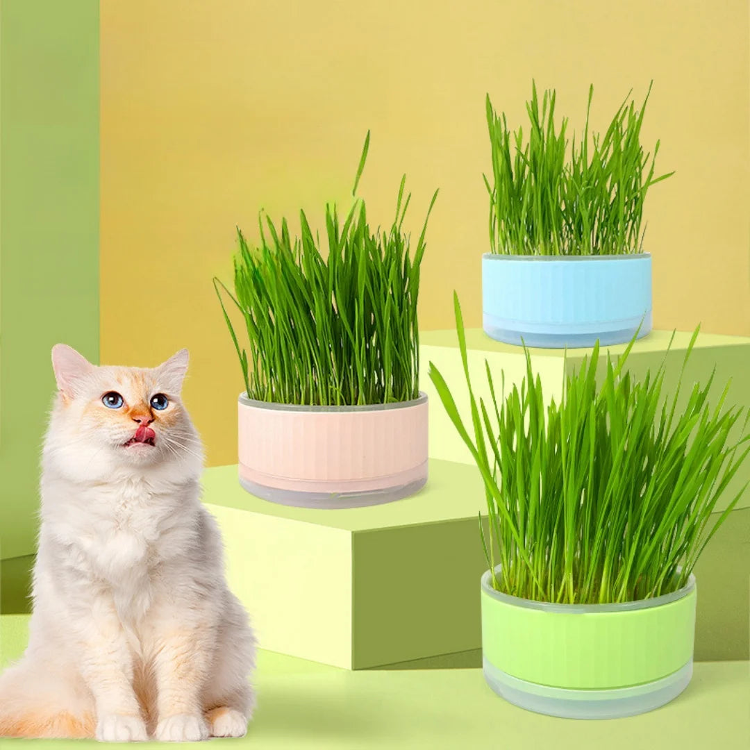 A fluffy cream cat sits beside three round, colorful plastic cat grass planters in pink, blue, and light green.