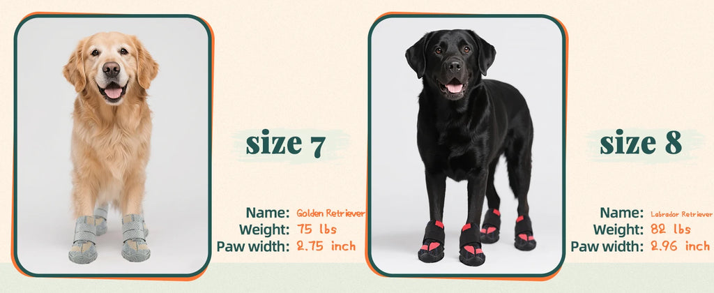 A Golden Retriever and a Labrador wearing grey and black breathable non-slip dog boots with rugged rubber soles.