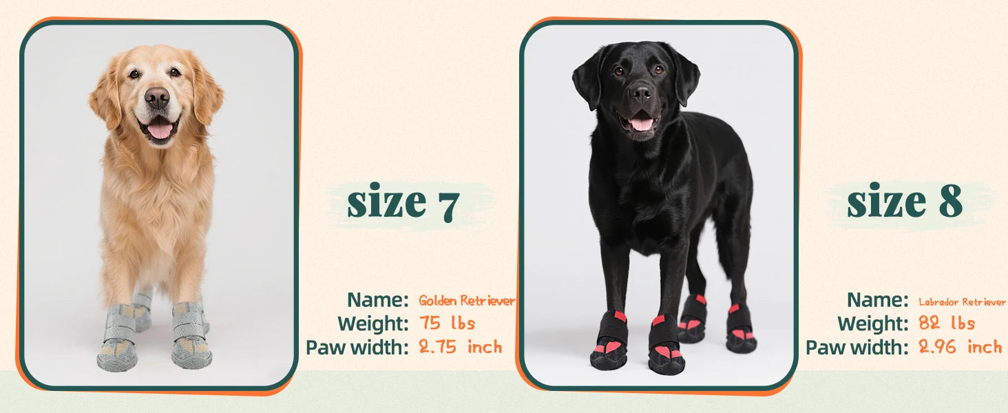 A Golden Retriever and a Labrador wearing grey and black breathable non-slip dog boots with rugged rubber soles.